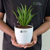 Sansevieria silver princess, with 5.5 inches white decor pot